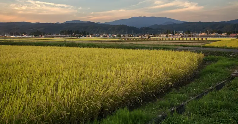 Golden rice field ready for harvest in the Japanese countryside