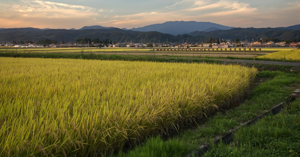 Golden rice field ready for harvest in the Japanese countryside